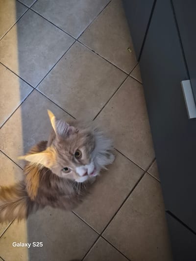 A ginger and white Maine Coon cat is looking upwards from a tiled floor. The cat's fur is long and fluffy, with prominent ear tufts. Its eyes are open and attentive, and its mouth is slightly agape, revealing a pink tongue. The floor tiles are square and light brown with dark grout lines. A shadow falls across the tiles from the left side of the image. To the right, a dark gray cabinet is partially visible. The text "Galaxy S25" is present in the lower left corner of the image. The scene is an indoor setting, likely a home, and there are no people or external environmental elements present. The location in Pątnów, Poland, cannot be determined from the visual information provided in the image.