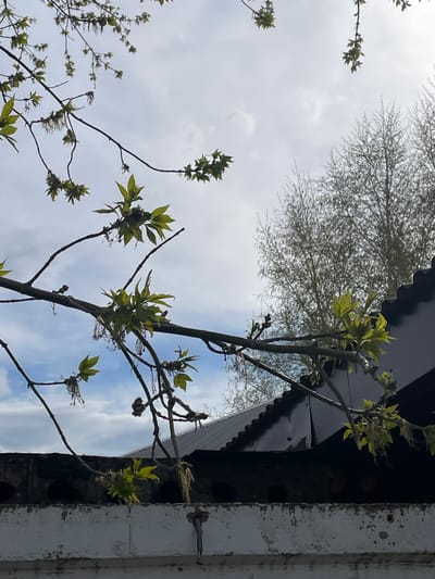 The image presents a low-angle view of tree branches with budding green leaves against a backdrop of a cloudy sky. The upper portion of the frame includes the edge of a building with dark-colored metal and peeling white paint. The scene does not include people, subjects or interactions. Urussu, Russia is not identifiable as the location from the image.