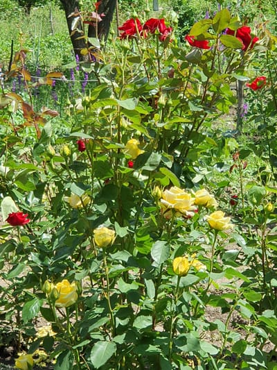 A close-up, eye-level shot captures a dense rose bush with a mix of red and yellow blooms and numerous buds. The leaves are a vibrant green, with some reddish-brown tinges on newer growth. In the background, out of focus, are other green plants, some with small purple flowers, and a tree trunk. The ground beneath the bush appears to be soil. The scene is well-lit by sunlight, suggesting it is daytime. The overall impression is of a flourishing garden in Novoivanivka, Ukraine.