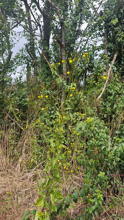 The image displays a dense, overgrown natural area. In the foreground, tall, dry, straw-like grasses are visible on the left side, transitioning into a patch of vibrant green foliage and a cluster of small yellow wildflowers on the right. These wildflowers are distributed on thin, branching stems that extend upwards through the greenery. Behind this, the scene is dominated by trees with rough, greyish bark and abundant green leaves. Some branches are bare, while others are laden with foliage. The overall impression is one of untamed nature, likely a roadside verge or an undeveloped patch of land within the municipality of Silenrieux, Belgium. The lighting suggests an overcast day, casting a soft, diffused light over the scene. No people or animals are present.