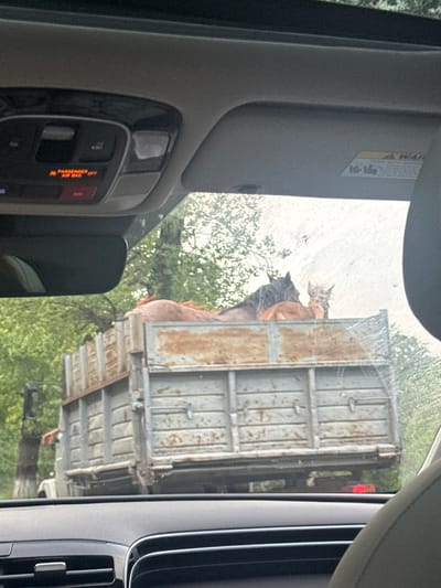 The image shows a scene observed from inside a vehicle, likely a car, as indicated by the dashboard elements visible on the left and right. The focus is on the view through the passenger-side window, where a truck with a large, weathered metal cargo box is seen.
Inside the cargo box, there appear to be at least two horses. One is brown, and the other is darker, possibly black or dark brown. The horses are standing, and their heads and necks are visible above the edge of the cargo box. The truck is on a road surrounded by trees.
The location is not evident in the provided image. It is not possible to determine if the image location is in the city of Hovk, Armenia.