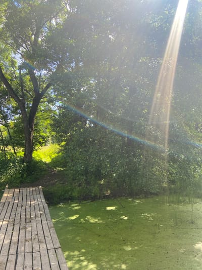 This media file shows a view from a wooden dock looking out over a pond covered in bright green algae. Sunlight streams through the leaves of a large tree, casting dappled shadows on the water and the dock. A faint rainbow can be seen where the sunbeams interact with the leaves. The scene is natural and serene, suggesting a peaceful outdoor setting. The time of day appears to be morning or afternoon, given the strong sunlight and distinct shadows. The presence of the algae suggests a still body of water. The wooden dock indicates a place designed for human access to the water. There is no visible text in the image.