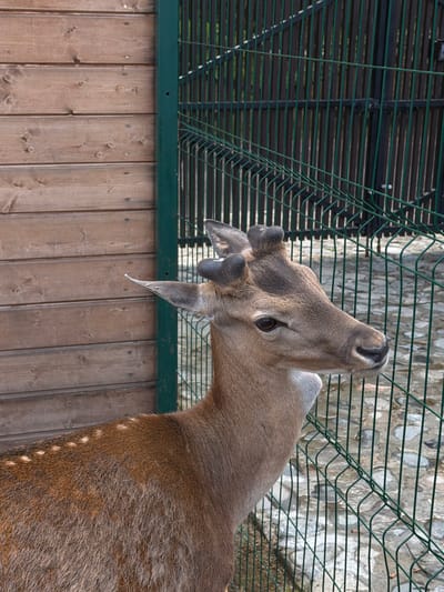 The image shows a deer in an enclosure, possibly a zoo. The deer has brown fur with white spots along its flank. It has small antlers covered in velvet, and long, pointed ears. Its head is raised, and it appears to be looking upwards. The enclosure consists of a wooden fence at the bottom, topped with a green metal wire fence. In the background behind the wire fence, there is a stone wall. Based on the prompt, the location is Polivanovo, Russia.
