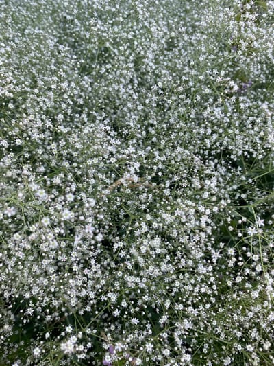 The image is a close-up, overhead shot of a dense cluster of small white flowers, likely Baby's Breath (Gypsophila). The flowers are delicate and numerous, forming a soft, frothy carpet. Thin, green stems and leaves are visible throughout, creating a natural, slightly wild appearance. The background is blurred, suggesting these flowers are part of a larger planting or natural growth. There are no people, animals, or man-made objects clearly discernible within the frame. The lighting appears natural, possibly indicating an outdoor setting during daylight hours. The image captures the texture and abundance of the small blossoms. There is no specific indication of the location within the city of Vasylkiv, Ukraine.