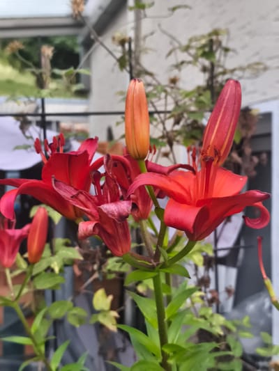 The image captures a close-up, slightly angled view of several bright red lily flowers and buds. The focus is on the blooming flowers, with their vibrant red petals and prominent stamen. Some of the petals appear delicate and slightly curled, while others are more tightly furled as buds. The background is softly blurred, showing hints of greenery, a black metal fence, and what appears to be a building with a light-colored wall and a translucent roof structure, suggesting an outdoor setting like a garden or patio. The lighting is natural, highlighting the rich color of the lilies. There is no discernible evidence of the city of Eitorf, Germany.