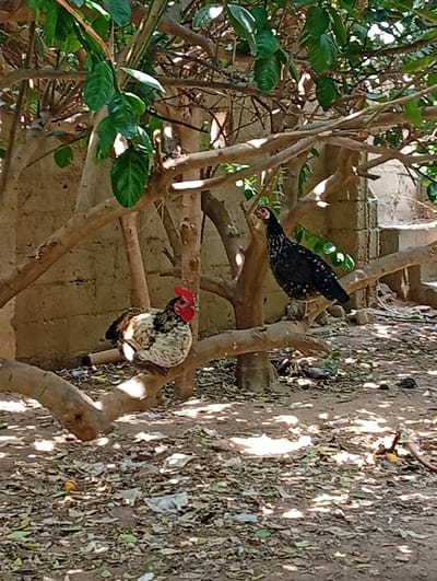 Two chickens are perched on tree branches outdoors, likely in Azume, Nigeria. The chicken on the left is predominantly white and brown with a red comb. The chicken on the right is black with white speckles and is positioned higher on a thicker branch. The background consists of a rough, tan-colored wall and dense foliage from the trees. The ground below is covered with dry leaves and some scattered debris. The scene appears to be an outdoor enclosure or yard.