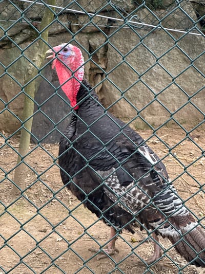 A turkey is enclosed within a wire mesh fence. The turkey's head, which is pink and blue, is near a horizontal branch within the enclosure. The turkey has mostly black feathers on its body, and patterned black and white feathers on its tail. The background is a mix of earthen ground and rocks. The image was taken at Amarante, Portugal.