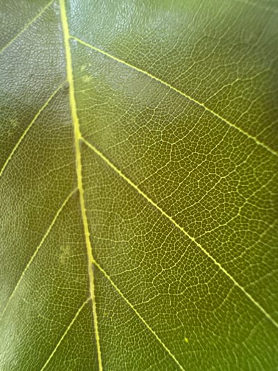 The image is a close-up, macro photograph of a green leaf, showcasing its intricate veining. The leaf appears to be from a plant, with prominent, raised veins that are lighter in color, almost yellow, against the darker green of the leaf tissue. The surface of the leaf has a textured, slightly glossy appearance. The photograph is tightly framed, emphasizing the detailed cellular structure and venation patterns. No context of Ossenzijl, Netherlands, or any human presence is discernible within the image itself.
