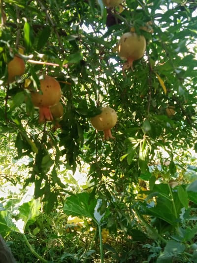 The image captures a close-up view of a pomegranate tree laden with ripe fruit. Several pomegranates, varying in size and color from pale yellow to reddish-pink, hang from the branches, nestled amongst lush green leaves. The sunlight filters through the foliage, creating dappled patterns and highlighting the fruits. The lower portion of the image shows a dense undergrowth of green leaves and grass, suggesting a garden or natural setting. The scene is set in a garden in Karagana, Uzbekistan.