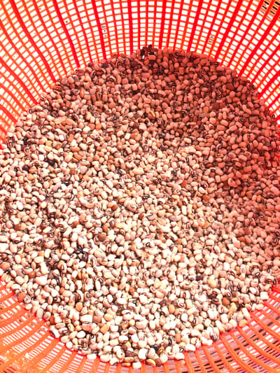 The image captures a close-up, high-angle view of a large quantity of dried beans, specifically black-eyed peas, contained within a bright orange plastic basket or sieve. The beans, which are the primary subject, fill the majority of the frame, appearing to be in bulk. They are predominantly light brown or beige, each featuring a distinct dark, oval-shaped mark resembling an "eye." The texture of the beans appears dry and smooth.
The orange plastic basket, characterized by its square grid pattern, forms the boundary around the beans, visible along the left, top, and right edges of the frame. The bright, even lighting suggests the scene is set during the day, possibly outdoors under natural sunlight or in a well-lit indoor environment. There are no people visible, and no specific activity is taking place, though the arrangement implies preparation, drying, storage, or display of the agricultural produce. No text is visible in the image. The scene likely depicts agricultural produce from Amaeke Abam, Nigeria.