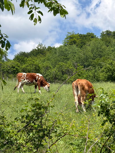 Two cows graze in a meadow under a partly cloudy sky. The location is within Prijepolje Municipality, Serbia. The meadow is grassy with small yellow flowers, bordered by trees. One cow is lying down, facing away from the viewer. The other cow is standing, facing towards the viewer's left. The cows are brown and white. The foreground contains foliage.