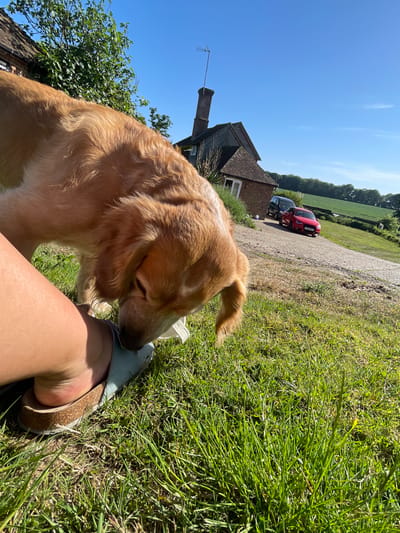 A sunny outdoor scene in Ashford, United Kingdom, shows a golden-colored dog standing next to a person wearing a pale blue sandal. The person is sitting on grass. In the background, there's a building with a brick chimney and a red car parked along a driveway. The sky is blue.