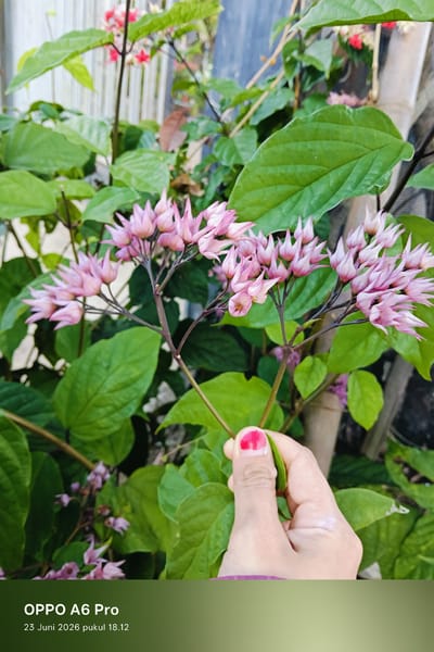 A close-up, eye-level, vertical shot features a hand holding a stem of Clerodendrum thomsoniae, also known as bleeding glory-bower, a flowering plant. The plant has numerous delicate pink, bell-shaped flowers with prominent white stamens. Lush green leaves fill the background, some appearing slightly blurred. A person's hand, with bright red nail polish on the thumb and index finger, is visible on the right side of the frame, gently touching a leaf. The lower portion of the image displays text overlay: "OPPO A6 Pro" and "23 Juni 2026 pukul 18.12". The scene appears to be outdoors, possibly in a garden.