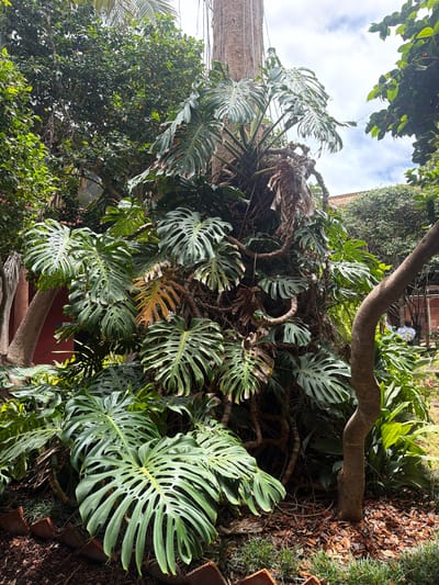 This media file captures a lush, vibrant scene of a Monstera Deliciosa plant thriving outdoors. The plant is the primary subject, with its iconic, large, fenestrated leaves dominating the frame. The leaves are a deep green, with some showing signs of browning, suggesting natural aging or exposure. Thick, twisting aerial roots and stems intertwine, creating a dense, naturalistic growth habit.
The setting appears to be a garden or outdoor patio area in La Cuesta, Spain, indicated by the presence of terracotta pots, dry leaves and soil on the ground, and glimpses of surrounding vegetation. A mature tree trunk, likely supporting or near the Monstera, is visible with rough bark. In the background, hints of buildings and greenery suggest a residential or semi-tropical environment. The lighting suggests it is daytime, with sunlight dappling through the leaves, creating areas of light and shadow. The sky is visible in the upper portion of the image, with white clouds scattered across a pale blue expanse. The overall impression is one of natural abundance and a well-established, thriving plant in a warm climate. No people or specific events are depicted.