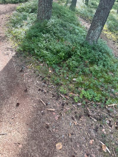 The image shows a forest floor with two trees and a dense undergrowth of small green plants, likely blueberry bushes. A dirt path runs along the left side of the image, covered with pine needles and small twigs. Several pine cones are scattered on the path and amongst the undergrowth. The scene appears to be in a natural setting, possibly a park or forest area within the city of Smolyachkovo, Russia. There are no people or animals visible in the image, and no apparent actions or interactions are taking place. The environment is characterized by natural woodland elements.
