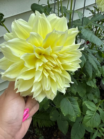 In Girard, United States of America, a hand with bright pink fingernails, one adorned with black cursive writing and a heart design, is gently supporting a large, pale yellow dahlia flower. The dahlia is the central subject, its many layered petals creating a full, intricate bloom that fills most of the frame. Behind the flower and to the right, lush green foliage of the dahlia plant is visible, interspersed with thin black stakes that appear to be part of a garden support system. The background includes the side of a white clapboard house, with horizontal siding. The lighting suggests an outdoor setting, likely during daylight hours.
