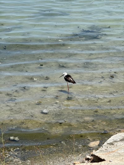 A black and white bird with a long, thin red leg is standing in shallow, murky water. The water is relatively still, with small ripples visible. The seabed is sandy and rocky, with some debris scattered on the bottom. The bird is facing left, with its head slightly lowered. The background is a blur of water and sand. This scene is located in the salt flats of San Pedro del Pinatar, Spain, a protected natural area known for its diverse birdlife and saline lagoons.