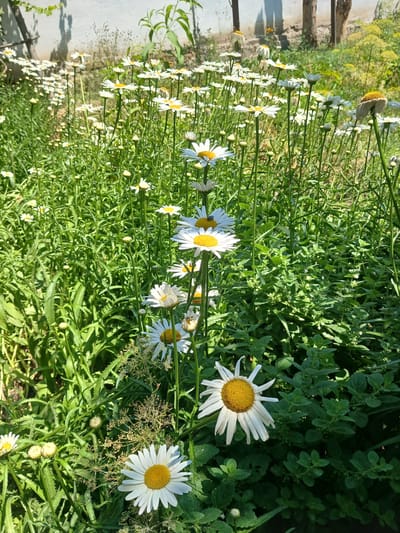 A close-up, eye-level shot captures a patch of white daisies with yellow centers in a garden. The daisies are in various stages of bloom, with some fully open and others as buds. They are surrounded by lush green foliage, creating a vibrant natural setting. The background is softly blurred, hinting at a sunny outdoor environment, possibly in the city of Gulistan, Uzbekistan, where such gardens are common. The image focuses on the delicate beauty of the flowers and the rich texture of the surrounding plant life.