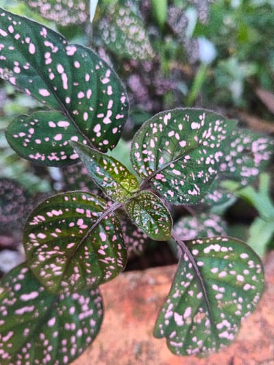 The image presents a close-up, top-down perspective of a plant featuring dark green, ovate leaves heavily variegated with numerous irregular pink speckles and splotches. The central and upper leaves are in sharp focus, revealing a slightly textured surface and prominent midribs. A reddish-brown, out-of-focus object, potentially a terracotta pot or ground surface, occupies the lower portion of the frame. The background is composed of blurred green and brown vegetation. No individuals or animals are visible. This flora is located in the city of Kyauk Hsoke, Myanmar.