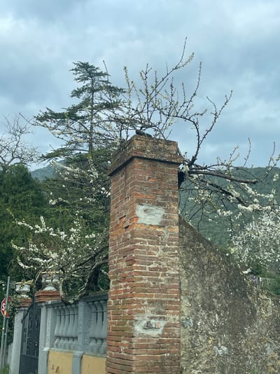 The image depicts a static outdoor scene in Monsummano Terme, Italy, under an overcast sky. A prominent, weathered brick pillar stands on the left side of the frame, constructed from red bricks with visible mortar deterioration and several lighter grey patches indicating repairs. The pillar is capped with a similar brick structure. To its immediate left, a grey balustrade-style wall or fence is visible, topped with two decorative white urns. A dark metal gate is partially seen behind the balustrade, and a circular red "STOP" sign is partially visible on the far left. To the right of the brick pillar, a robust, dark, textured stone wall rises.

Behind these structures, a tree with numerous branches covered in white blossoms extends across the upper and middle portions of the image, appearing to grow in close proximity to or over the brick pillar and stone wall. A taller, coniferous evergreen tree is visible further back, its dark green foliage contrasting with the lighter blossoms. In the background, green, tree-covered hills rise under the grey, cloudy sky. There are no people, explicit actions, or direct interactions depicted in the scene.