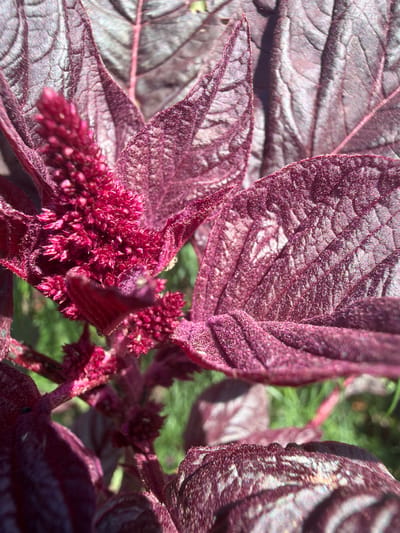 This is a close-up, eye-level, outdoor photograph of a deep red, velvety plant with spiked flower heads and large, textured leaves. The plant is predominantly in focus, with the background of green grass blurred. The lighting suggests it is daytime, with sunlight illuminating the plant's surface and creating highlights. The image appears to be a detailed study of the plant's texture and color. No specific location in Yalguba, Russia can be determined from the visual information provided.