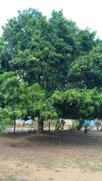 The image depicts a large, leafy mango tree in El Samán, Venezuela. The tree dominates the left side of the frame, its dense green foliage obscuring much of the sky. The ground beneath the tree is covered in leaves and debris, transitioning to a dirt path on the right. A fence runs behind the tree. A few buildings can be seen in the background, behind the fence.