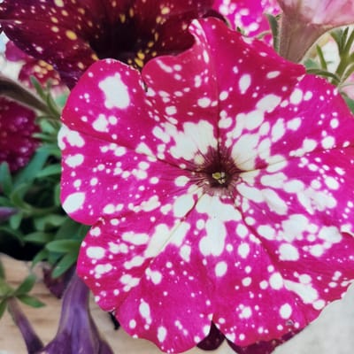 This is a close-up, eye-level, medium shot of a vibrant, speckled petunia flower in bloom. The flower is the primary subject, dominating the frame with its fuchsia pink petals dotted with irregular white splotches. The center of the flower, where the petals meet, is a deep maroon color, transitioning to a lighter, speckled pattern that radiates outward. The texture of the petals appears soft and delicate.

Behind the main flower, other petunias are visible, one in a deep burgundy color with yellow speckles, and another in a softer pink hue, partially open. Lush green foliage and thin, fuzzy stems of the plants are also present, providing a natural, garden-like setting. The lighting suggests it could be daytime, with the light source illuminating the front of the flower, highlighting its intricate patterns and colors.

There are no people, text, or specific weather conditions discernible in the image. The overall impression is one of natural beauty and the intricate detail found in flowers. The focus is sharp on the central petunia, with the background elements softly blurred, emphasizing the subject. The setting appears to be outdoors, likely a garden or a planter.