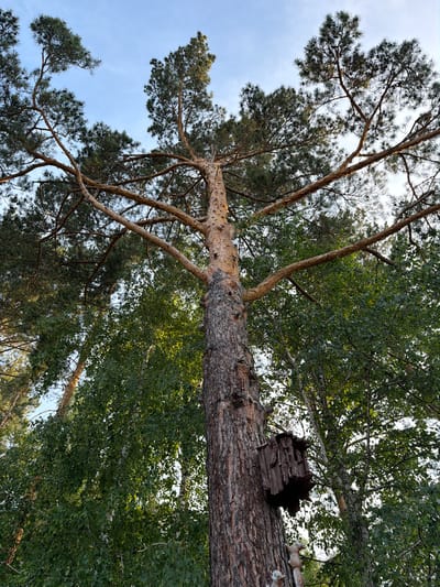 The image depicts an upward view of several trees in what appears to be a forest setting, likely in Sukhaya, Russia. The dominant subjects are the tree trunks and branches, with lush green foliage filling the upper portion of the frame. In the foreground, a large, textured tree trunk spans horizontally across the image. Mounted on this trunk is a hollowed-out piece of wood, resembling a birdhouse or nesting cavity. To the right of this, two small, decorative squirrel figurines are placed, adding a touch of whimsy to the natural scene.
The sky is visible in the background, appearing bright and clear, suggesting fair weather. The lighting indicates it is daytime, likely during daylight hours, possibly late afternoon given the warm tones on some of the tree bark. The overall impression is one of a peaceful outdoor environment, possibly a park or a wooded area near a residential place, given the presence of the decorative figurines. There is no visible text in the image.