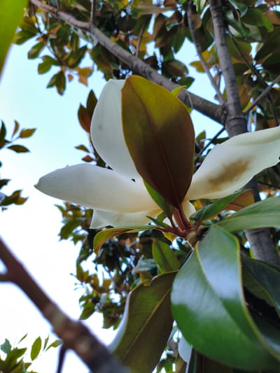 This is a close-up, low-angle shot of a white magnolia flower with large green and brown leaves against a bright sky. The flower petals are creamy white and appear soft and velvety. Some petals are partially open, revealing the inner structure. The leaves are thick and leathery, with some showing a glossy sheen. The background is dominated by a pale blue sky, with branches and more leaves of the magnolia tree visible. The image focuses on the natural beauty of the flower and foliage. The scene is outdoors, suggesting a garden or park setting. There are no people or man-made structures visible in the image. The location is Agoy, Russia.
