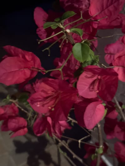 A close-up, dimly lit photograph captures a cluster of vibrant pink bougainvillea flowers and green leaves against a dark background. The image is slightly blurry, but the delicate petals and stems are visible. The scene is located in the town of Ravadinovo, Bulgaria.