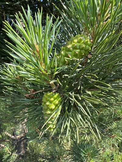 A close-up, outdoor, eye-level shot captures two immature green pine cones on a pine tree branch in Терентьевская, Russia. The cones are pointed upwards and slightly to the right, with their scales clearly defined. The needles of the pine tree are sharp and a vibrant green, obscuring much of the background which consists of more pine branches and foliage. The lighting suggests it is daytime, with sunlight illuminating the scene from the right. There are no people or animals visible in the image.