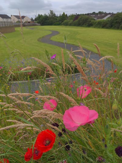 The image shows a park in Magherafelt, United Kingdom, on a cloudy day. In the foreground, there is a patch of tall grass and wildflowers, including poppies, with vibrant red and pink petals. A winding gravel path cuts through the lush green grass of the park in the mid-ground. In the background, houses with tiled roofs are visible, nestled amongst trees and vegetation. The overall scene depicts a serene and natural landscape within a residential area.