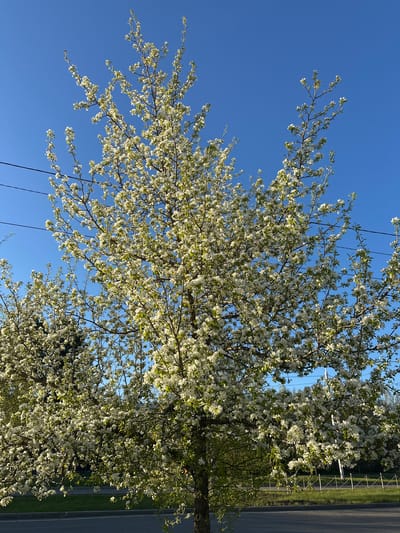 The image shows a tree with abundant white blossoms against a clear blue sky. The tree's branches are bare except for the flowers and some new green leaves. Electrical wires can be seen crossing the sky in the lower left portion of the frame. A road and grass verge are faintly visible on the right side of the image. There are no people present in the image. The location in Sayansk, Russia, is assumed but not verifiable from the image itself.