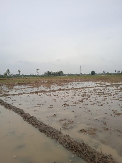 The image shows a muddy field with puddles of water, suggesting it may be a rice paddy after harvesting or preparation for planting. The ground is uneven with clumps of soil and stubble from previous crops. In the background, there are several palm trees and other greenery, indicative of a rural or semi-rural setting. The sky is overcast and grey. A tall communication tower is visible in the distance on the right side of the frame, and a single dark tree stands out against the horizon. The foreground is dominated by the wet, muddy terrain. This scene is consistent with the agricultural landscape found in areas like Padangmeuria, Indonesia, where rice cultivation is common. There are no people or specific actions depicted.
