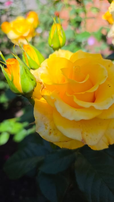 A close-up, vertical shot captures a vibrant yellow rose in full bloom, with its petals unfurling in layers. The rose is positioned in the foreground, with its textured petals illuminated by natural light, revealing subtle variations in color and some dark speckles. To the left of the main rose, two rose buds are visible, one partially open with its yellow petals peeking through the green sepals, and another tightly closed bud with a pointed tip. The background is softly blurred, showing more out-of-focus yellow roses and green foliage. The scene appears to be an outdoor garden environment, likely a park or a residential garden. The overall impression is one of natural beauty and the delicate stage of a blooming flower.