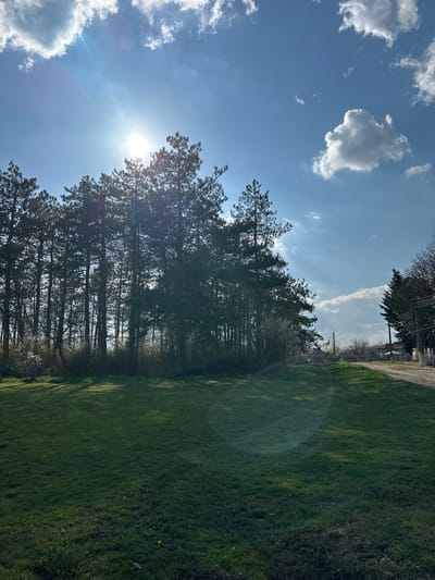 The image depicts a park or open green space in Balkantsi, Bulgaria, on a sunny day. A line of tall pine trees runs across the frame from left to right, casting shadows onto the adjacent grassy area. The sun is visible behind the trees, creating a lens flare. The sky is blue with scattered cumulus clouds. In the distance, buildings and utility poles are visible. The green area transitions from well-maintained grass to a more overgrown section along the right edge. There are no people visible.