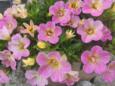 The image is a close-up, top-down view of a cluster of vibrant pink and yellow petunia flowers. The flowers are in various stages of bloom, with some fully open and others still budding. The petals are delicate and slightly ruffled, with darker pink veins radiating from the yellow centers. Green foliage is visible amongst the blooms, creating a lush backdrop. The background appears to be a textured surface, possibly a stone or concrete pathway, with hints of a greyish-brown pot. The overall impression is one of natural beauty and floral abundance. The image does not contain any people or provide any specific information about its location in Prokhladnoye, Russia.