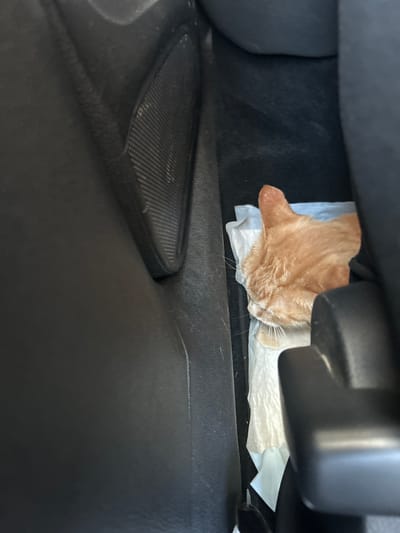 An orange tabby cat is nestled in a crevice between car seats, resting on a white paper towel. The cat is facing towards the right side of the frame, with its head down. The interior of the car is visible, with black upholstery and a speaker grille on the left. The scene is indoors, likely within a vehicle. There is no indication of the location in the city of Усмангали, Russia.