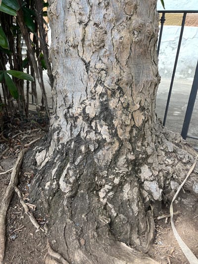 The image shows the base of a large tree trunk in Teror, Spain (latitude: 28.059, longitude: -15.548). The trunk is rough and has a grey-brown color, covered in deep grooves and crevices. The roots are visible around the base of the trunk, extending into the surrounding dirt. The trunk is near a black metal fence and a paved area. There are no people or animals in the image. The scene is quiet and still.