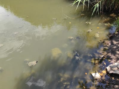 This media file captures a serene, sunlit scene of numerous turtles in a murky body of water, likely a pond or slow-moving river, in Karnalovo, Bulgaria.
The primary subjects are approximately two dozen turtles of various sizes, distinguishable by their patterned shells and visible heads or limbs. They are engaged in various activities within the water: some are actively swimming, creating small ripples on the surface, while others appear to be floating or resting just beneath the surface. Several turtles are concentrated near the right bank, possibly basking or foraging in the shallower areas.
The water itself is a dull, olive-green color, indicating murkiness or the presence of algae, but also reflecting patches of bright sunlight. Beneath the surface, the shapes of submerged rocks, detritus, and possibly other turtles are dimly visible through the opaque water. The right side of the image features a dirt and muddy bank, scattered with exposed rocks and pieces of what might be broken concrete or larger stones. Tall, reed-like grass and other aquatic vegetation grow along this bank, with their slender leaves reaching into the frame from the top right corner. Dappled shadows, likely from unseen overhead trees or foliage, fall across the water and the bank, suggesting a sunny daytime setting.
There are no people or visible text in the image. The overall impression is one of a natural, undisturbed habitat bustling with aquatic life.