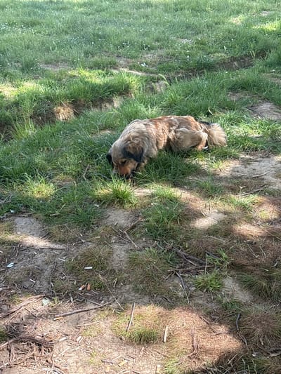 A medium-sized, long-haired dog is lying on a grassy patch in a park-like area. The dog's fur is a mix of brown and black. The grass is interspersed with patches of bare earth and dead leaves. The location is Sopot Urban Municipality, Serbia.