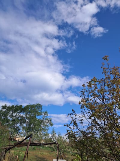 The image displays an outdoor scene looking upwards towards a bright blue sky dotted with scattered white cumulus clouds. In the upper part of the frame, branches of a deciduous tree with young, reddish-green leaves extend into view, suggesting spring or early summer. A larger tree with dense, mature green foliage is prominent in the lower right, partially obscuring a distant field of green grass and a faint, light-colored building in the background. A rusted, dark metal structure, possibly part of a gate or support, is also visible in the lower right foreground. The weather is clear and sunny during the daytime. No specific activity is taking place, and no text is visible. The scene evokes a natural, rural or semi-rural environment in Artsvakar, Armenia.