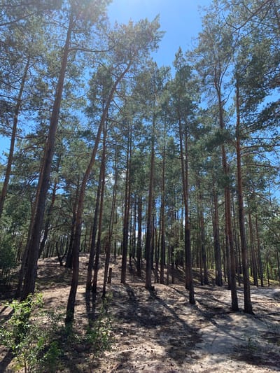 The image depicts a pine forest with a sandy ground covered in fallen pine needles and cones. The trees are tall and densely packed, with the sun shining through the canopy, creating dappled shadows on the ground. The ground slopes upwards to the right, with more trees further up the slope. In the foreground, there are a few small green bushes. The sky is clear and blue. The scene is located in the city of Hostomel, Ukraine.