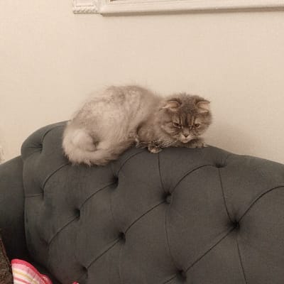 The scene depicts a domestic indoor setting in Baghdad, Iraq. A single long-haired cat, consistent with a Scottish Fold due to its distinctive folded ears, is resting on the top backrest of a dark grey, button-tufted couch. The cat's fur is a mixture of grey and lighter shades, appearing somewhat shaggy. It is positioned horizontally, facing slightly to the right side of the frame, with its head lowered and its eyes directed downwards. White whiskers extend from its muzzle. Its tail is curled around its hindquarters. The couch's backrest features deep diamond-patterned tufting. In the background, a plain, light-colored wall is visible, with a small portion of a decorative white frame or mirror frame positioned in the upper right. A multi-striped object, featuring pink, white, and yellow bands, is partially visible in the lower left corner, resting against the side of the couch.