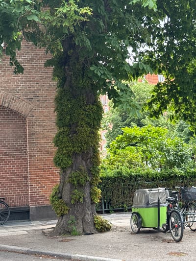 This is a vertical, slightly low-angle shot of a tree trunk heavily entwined with vines, positioned in front of a red brick building in Frederiksberg, Denmark. The tree is large and leafy, with its branches obscuring the sky and a hint of buildings with orange roofs. In the background, to the right of the tree, a dense green hedge runs along a paved path. Parked on this path are two bicycles, one of which has a bright green cargo trailer attached. The trailer has a grey canopy with clear plastic windows. The scene appears to be set on a cloudy day, with diffused natural light. The overall mood is tranquil and somewhat urban, with a strong emphasis on the natural elements of the tree and vegetation against the man-made structures. No visible text is present in the image.