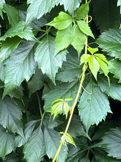 The image displays a close-up, overhead view of dense green foliage, likely a vine, characterized by its serrated, palmate leaves. A thin, yellowish stem runs vertically through the center of the frame, adorned with smaller, lighter green leaves and tendrils. Some of the larger leaves exhibit a slightly muted green hue with visible veins and subtle water droplets, suggesting recent rain or dew. The background is a dark, indistinct mass of leaves, creating a sense of depth. The image appears to be an unposed shot of natural plant growth. No specific location in Затишье Снт, Russia is identifiable from the visual information provided.