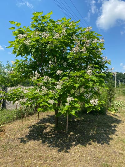 A mature Catalpa tree with large green leaves and clusters of white flowers is centrally located in an outdoor grassy area. The tree has several long, pod-like fruits hanging from its branches. The ground beneath the tree is covered in dry grass, with scattered white petals from the flowers. A shadow of the tree is cast on the ground. In the background, a chain-link fence can be seen, along with other vegetation and trees. Overhead, power lines are visible against a clear blue sky with scattered white clouds. The scene appears to be in a rural or suburban setting within Vasylky, Ukraine. There are no people or animals visible in the image.