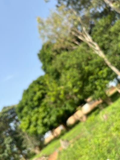 The image depicts a blurry outdoor scene, likely in a park or natural area, with lush green trees and a bright blue sky. A light-colored, cylindrical object, possibly a log or pipe, is visible lying on the grass. The ground is covered with green grass and some reddish-brown soil. The overall impression is of a natural environment with some man-made elements. There are no people or discernible actions visible in the image. The location is the city of Kassa Market, Nigeria.