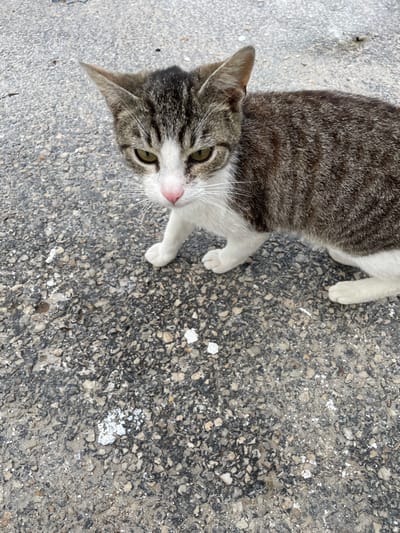 A high-angle, medium shot depicts a gray and white tabby cat lying on a rough, asphalt surface. The cat's head is oriented towards the upper left corner of the frame, its gaze directed upwards and slightly towards the right. The cat has white fur around its muzzle and chest, with light green eyes. Its fur is striped gray. The cat's paws are white. The rough asphalt has light-colored speckles and stains, with small white spots scattered around. No other objects or people are visible. The image was taken in Skala Potamias, Greece.