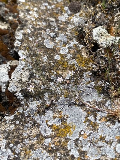 The image displays a close-up view of a rough, grey, and lichen-covered rock surface, likely found in the mountainous or hilly terrain surrounding Raska Municipality, Serbia. Small, delicate pink and white wildflowers with thin stems are growing in clusters on the rock. Patches of yellow and orange lichen are also visible, interspersed with dark moss or soil. The lighting suggests it is daytime, with sunlight casting shadows and highlighting the textures of the rock and vegetation. There are no people or man-made objects in the frame.